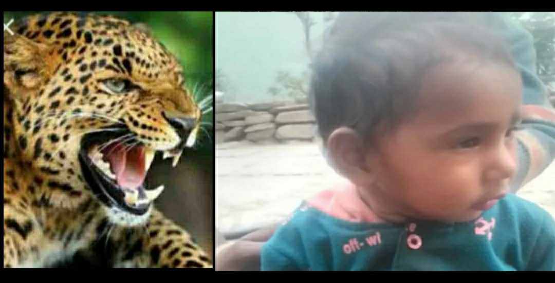 Uttarakhand news: two-year-old girl died due to Guldar Attack in Rudraprayag.