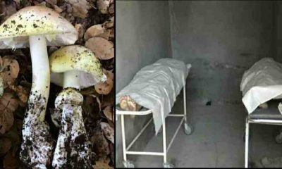 Uttarakhand news: Father and daughter died after eating wild mushroom in tehri garhwal district.