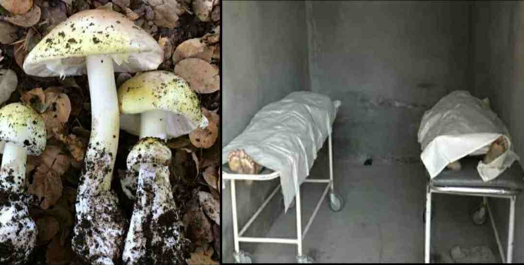 Uttarakhand news: Father and daughter died after eating wild mushroom in tehri garhwal district.