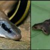 UTTARAKHAND COBRA देहरादून: कंपनी में घुस आया दो मुंह वाला कोबरा सांप, वन विभाग टीम भी नई प्रजाति को देख हैरानUTTARAKHAND COBRA