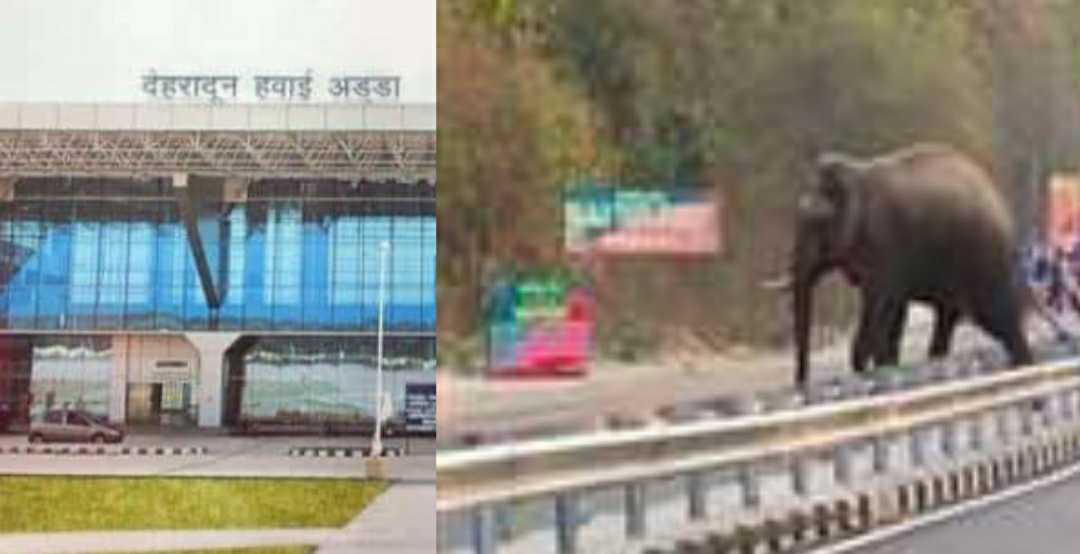 Uttarakhand news: Elephant came on the runway after breaking the boundary wall of JollyGrant airport in Dehradun.
