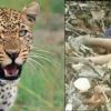 Uttarakhand Samachar: Leopard took away eight-year-old girl from inside the house in Pithoragarh.