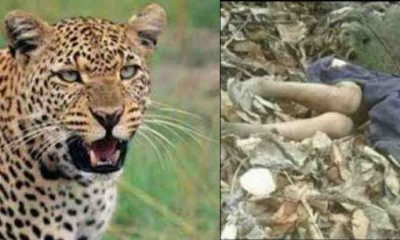 Uttarakhand Samachar: Leopard took away eight-year-old girl from inside the house in Pithoragarh.
