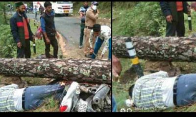 Uttarakhand news: pine tree fall on bike in uttarakashi district