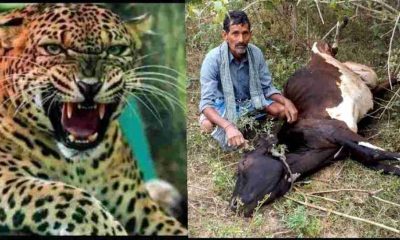 Uttarakhand news: leopard Attack three cows in Pamda village of champawat.