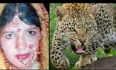 Uttarakhand news: Meena nariyal became dead in the attack of Guldar, meena nariyal death in guldar attack at Champawat.