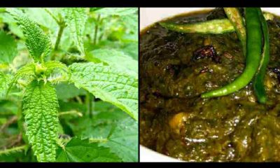 Uttarakhand bichhu GHAS sishun kandali vegitable and used as medicine