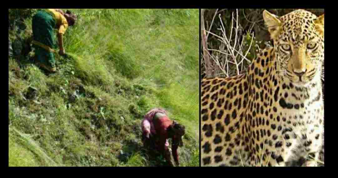 Uttarakhand news: Two women had gone to forest suddenly came in front of Tiger at Champawat.