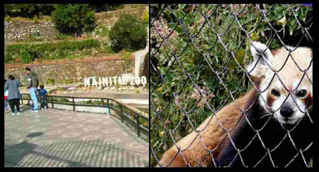 Nainital Zoo.jpg