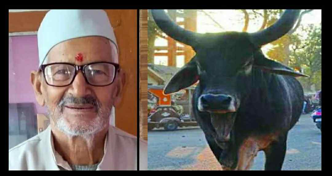 Uttarakhand news: former teacher heerabalabh UPADHYAY died in the attack of bull in thal pithoragarh