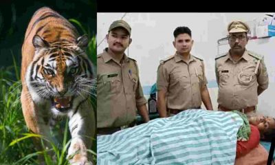 Uttarakhand news: Tiger attack a woman munni devi of ramnagar nainital.