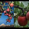 Uttarakhand: Uttarakhand Apple is being branded in the name of Himachal