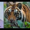 Uttarakhand news: tiger Attack in Ramnagar Jim Corbett National Park