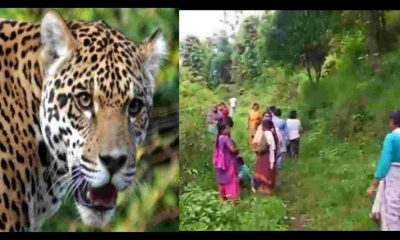 Uttarakhand news: kotdwar guldar attack Pauri Garhwal news