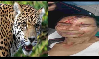 Uttarakhand: Guldar attack on ex-serviceman govind singh parmar in tarikhet of Ranikhet almora.