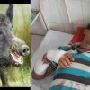 Uttarakhand News: jangali suar attack in the Bageshwar young man fight to save his life