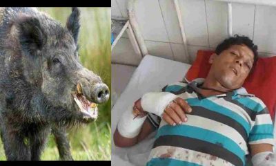Uttarakhand News: jangali suar attack in the Bageshwar young man fight to save his life