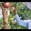 Uttarakhand news: Pithoragarh Manoj Singh KHARAYAT self employment of apple became apple man