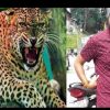 Uttarakhand news: leopard tendua attack in ranikhet Almora district on bike rider