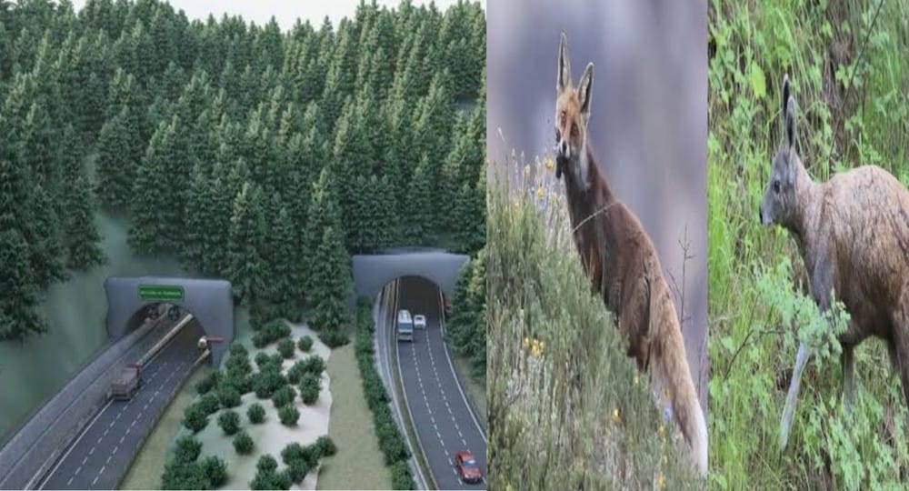 UTTARAKHAND news: Asia largest wildlife corridor will be built in Delhi dehradun express way.