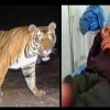 Uttarakhand: Tiger attacked in khatima two ex-servicemen going to canteen and badly injured