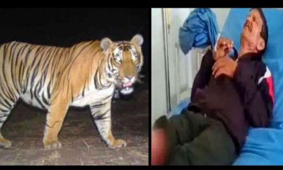 Uttarakhand: Tiger attacked in khatima two ex-servicemen going to canteen and badly injured