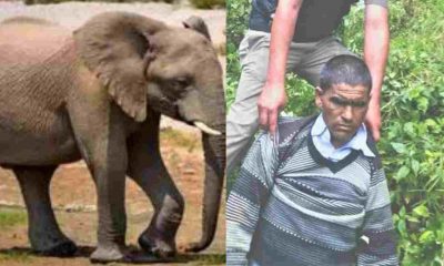 Uttarakhand: in Dehradun An elephant attack to old man and put it to death