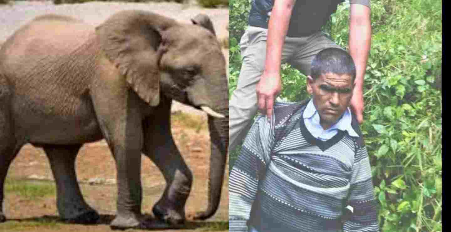 Uttarakhand: in Dehradun An elephant attack to old man and put it to death