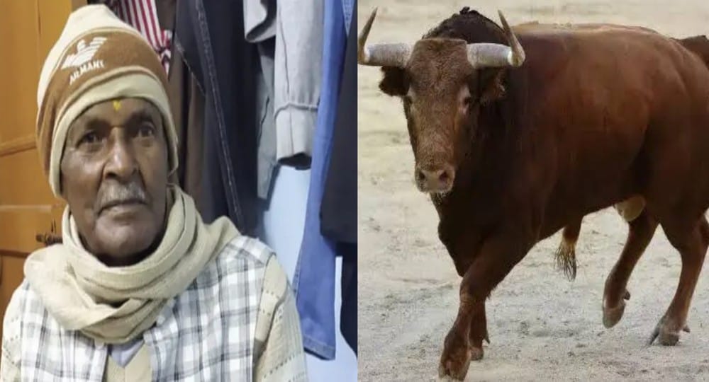 Uttarakhand news: death of elderly Digambar Dutt Tiwari due to attack of stray bull in ranikhet almora. Ranikhet almora news