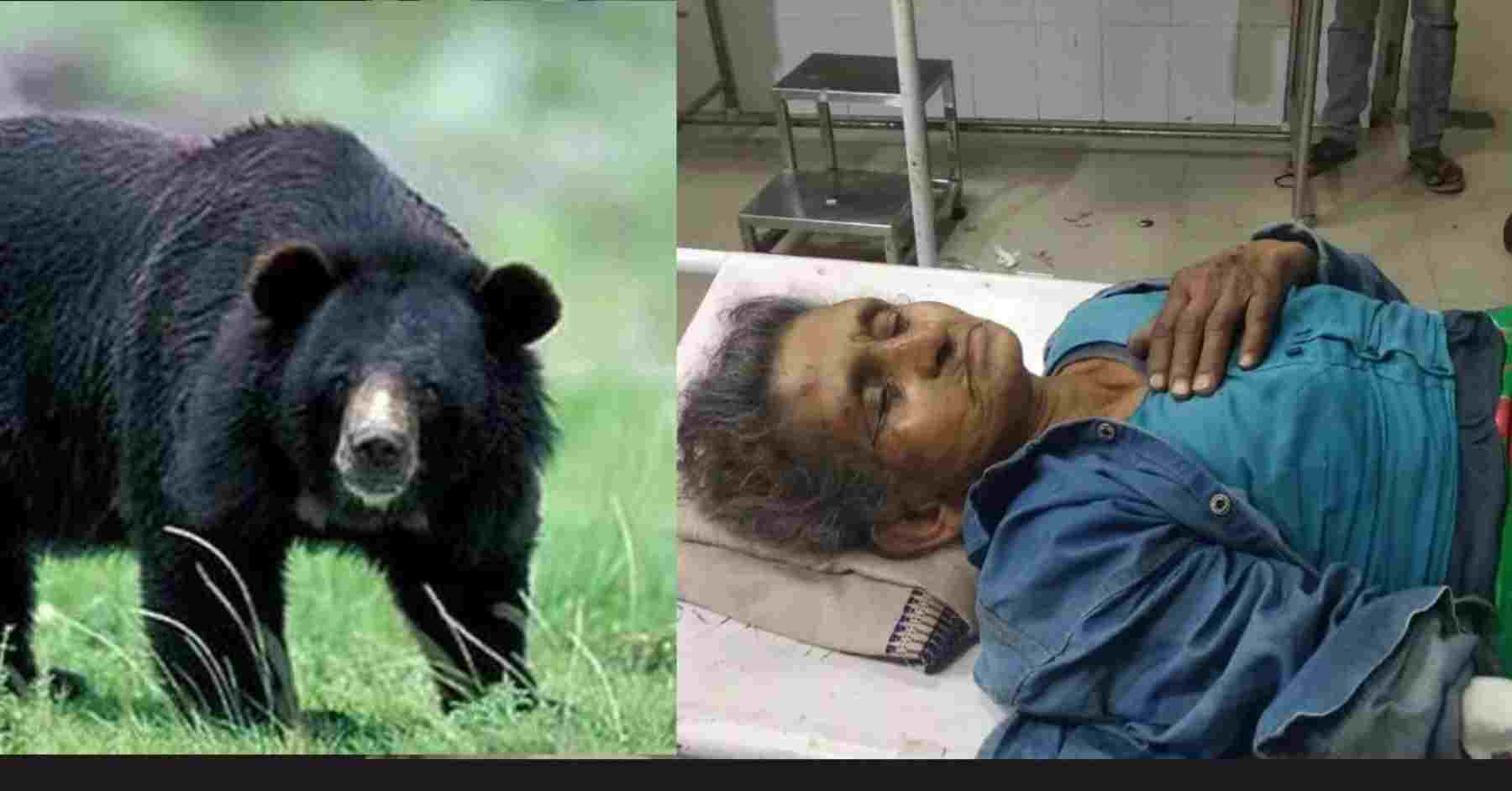 Uttarakhand news: bear attack on a woman Maheshwari Devi of Pauri Garhwal who went to take fodder leaves. Pauri Garhwal bear attack