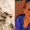 Uttarakhand news: 3-year-old innocent child Sagar died due to the bite of poisonous ants in kapkot Bageshwar. kapkot Bageshwar news