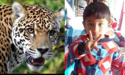 Uttarakhand news: Guldar attack on 5-year-old innocent child Piyush killed in pauri garhwal. Guldar Attack Pauri Garhwal