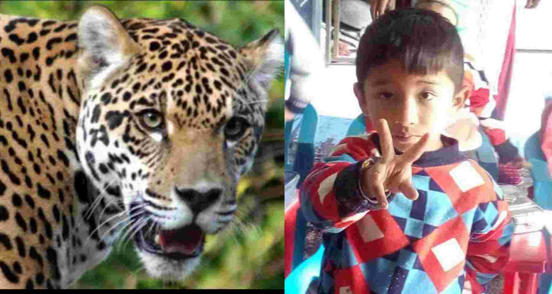 Uttarakhand news: Guldar attack on 5-year-old innocent child Piyush killed in pauri garhwal. Guldar Attack Pauri Garhwal
