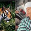 Uttarakhand news: Almora sult tiger bagh attack on women almora tiger Attack devbhoomidarshan news portal
