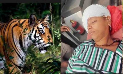 Uttarakhand news: Almora sult tiger bagh attack on women almora tiger Attack devbhoomidarshan news portal