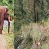 Uttarakhand news: Elephant attack created havoc on pauri kotdwar highway, dropped a person in a deep ditch. Kotdwar elephant attack