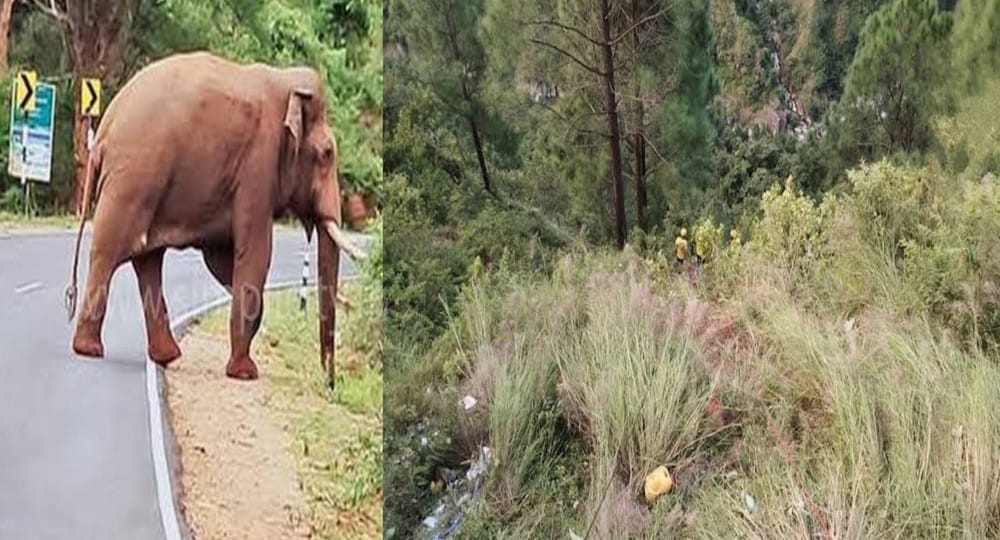 Uttarakhand news: Elephant attack created havoc on pauri kotdwar highway, dropped a person in a deep ditch. Kotdwar elephant attack