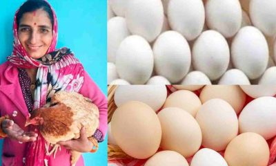Uttarakhand: A strange hen in the mountain laid 31 eggs in 1 day, you will be stunned in almora district bhikyasain