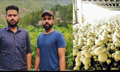 Uttarakhand self employment news: two brothers Sushant and Prakash Uniyal of tehri garhwal started a mushroom farming in plants. mushroom farming in uttarakhand