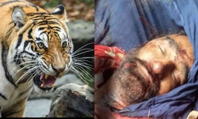 Uttarakhand news: Kewal Singh, who had gone to cut grass, was killed in tiger attack at khatima. Khatima Tiger Attack