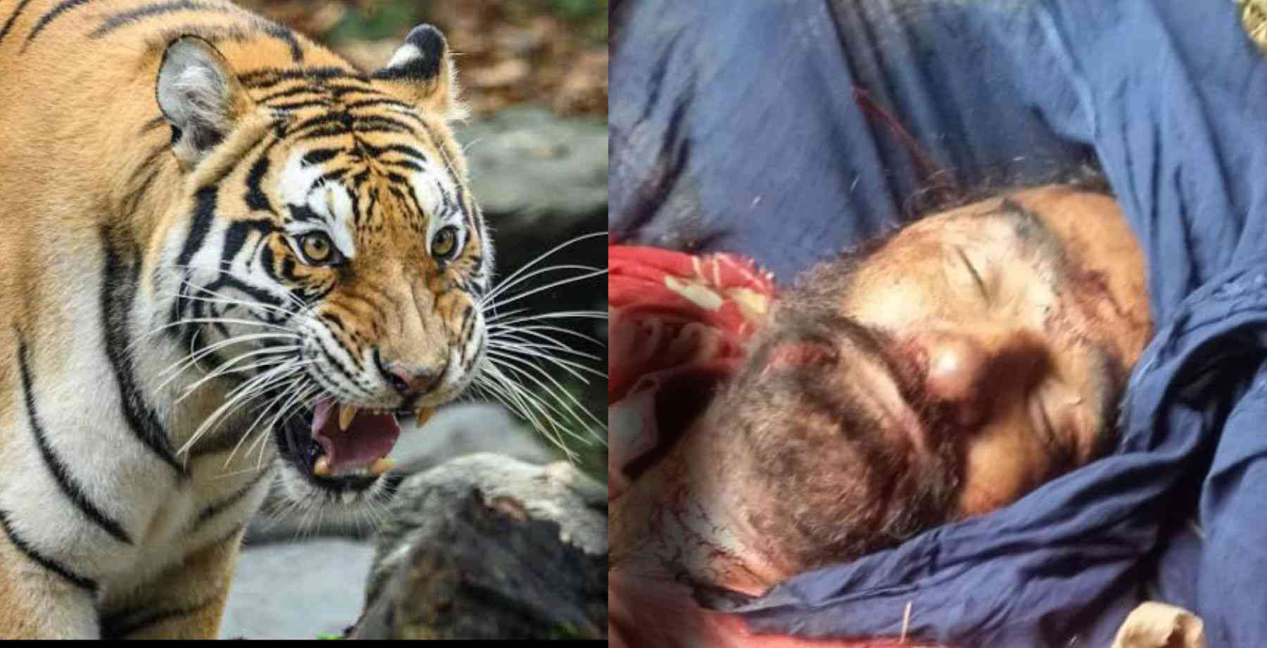 Uttarakhand news: Kewal Singh, who had gone to cut grass, was killed in tiger attack at khatima. Khatima Tiger Attack