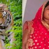 Uttarakhand news: Man-eating tiger attack & killed woman kamla devi in sult almora. Almora tiger attack uttarakhand