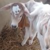 Uttarakhand news today: Cow gave birth to a calf with 6 legs and 2 tail in nanakmatta video surfaced. Nanakmatta News Today