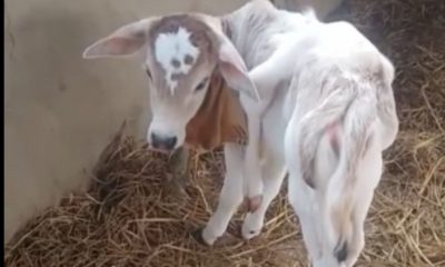 Uttarakhand news today: Cow gave birth to a calf with 6 legs and 2 tail in nanakmatta video surfaced. Nanakmatta News Today