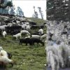 Uttarakhand latest news: incident in the uttarakashi, 350 sheep and goats died due to lightning