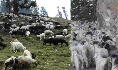 Uttarakhand latest news: incident in the uttarakashi, 350 sheep and goats died due to lightning