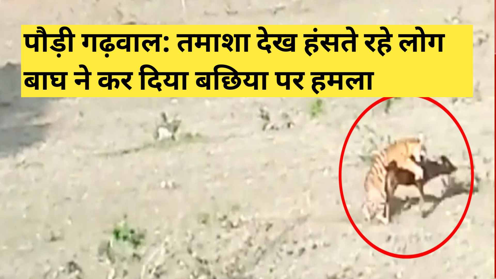 PAURI GARHWAL tiger attack