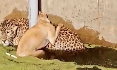 Kashipur leopard video uttarakhand