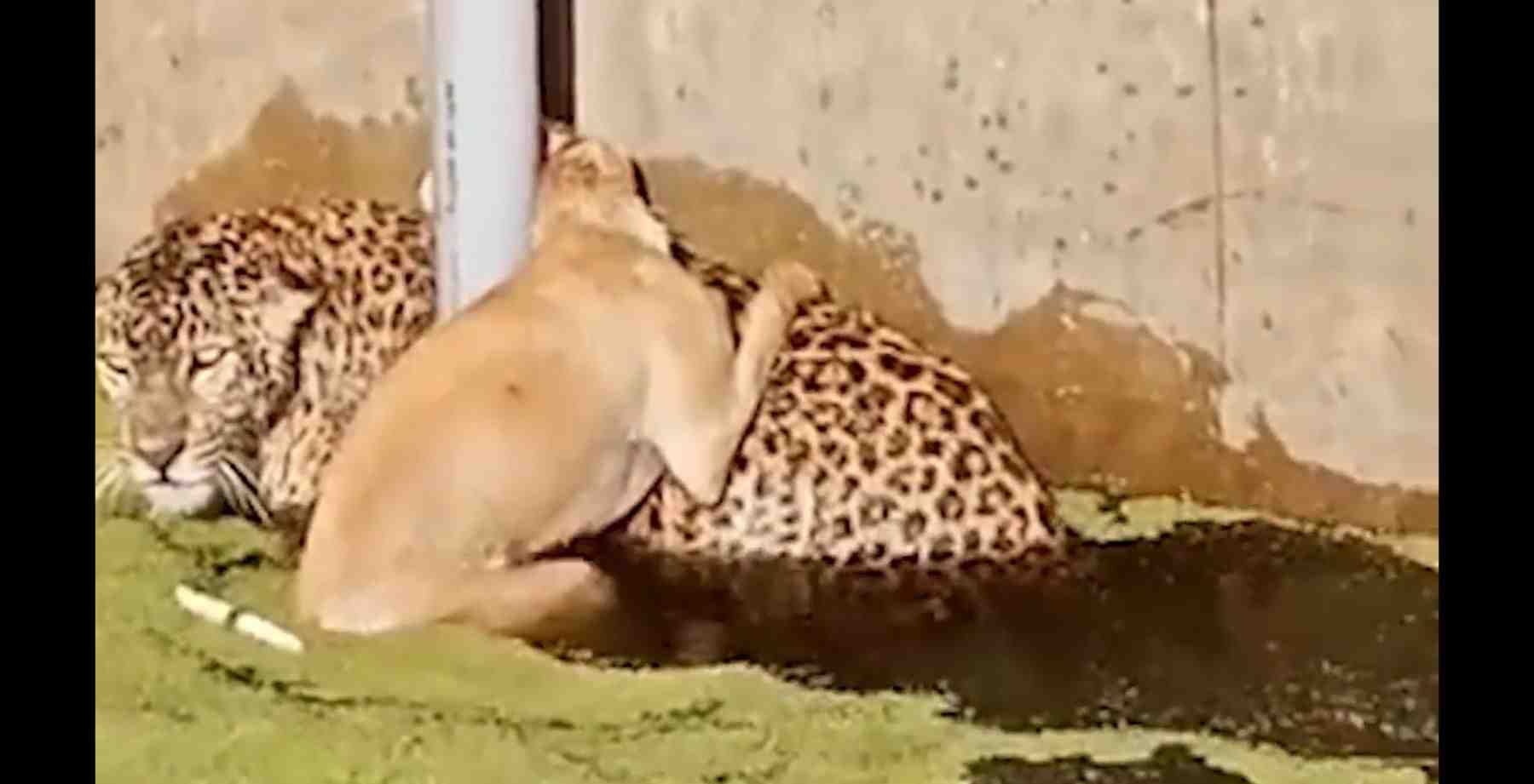 Kashipur leopard video uttarakhand