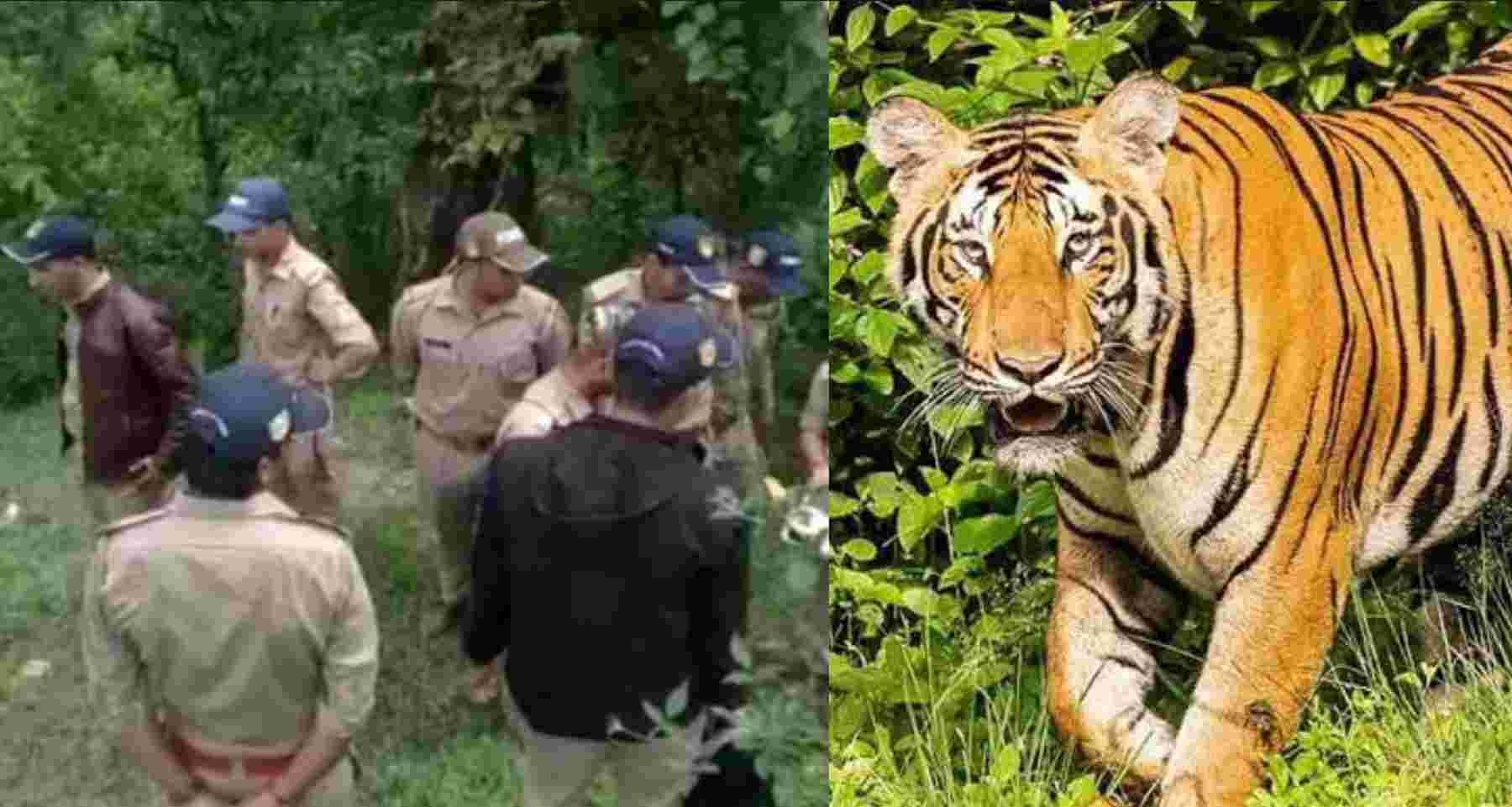 Uttarakhand news: In Rikhanikhal block of Pauri Garhwal, the tiger attack Birendra Singh near his house.